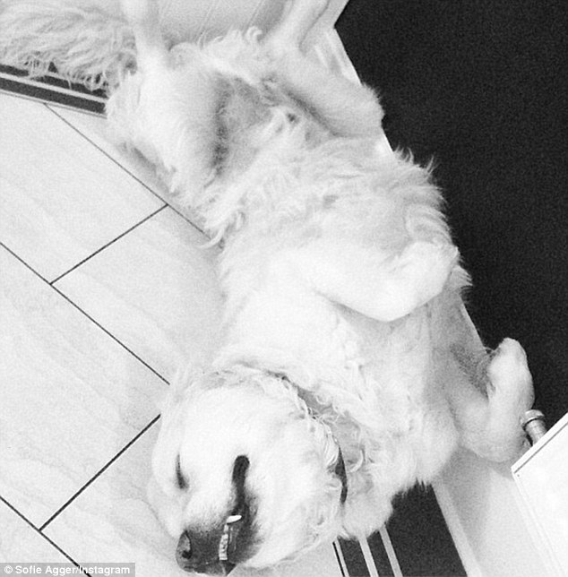 Charlie Dog