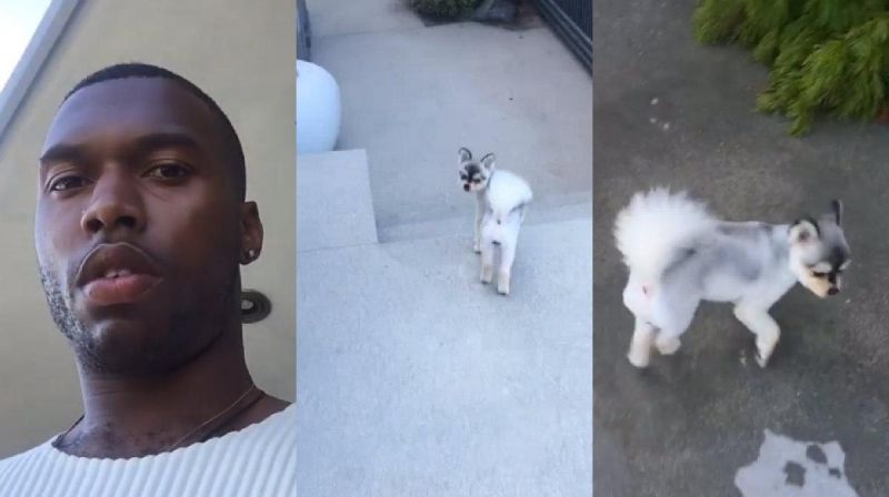 Sturridge-Dog