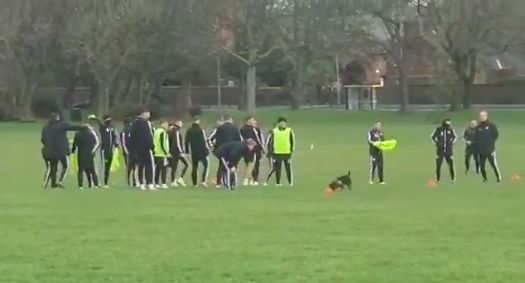 Sheffield United, Dog